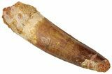 Fossil Spinosaurus Tooth - Real Dinosaur Tooth #316825-1